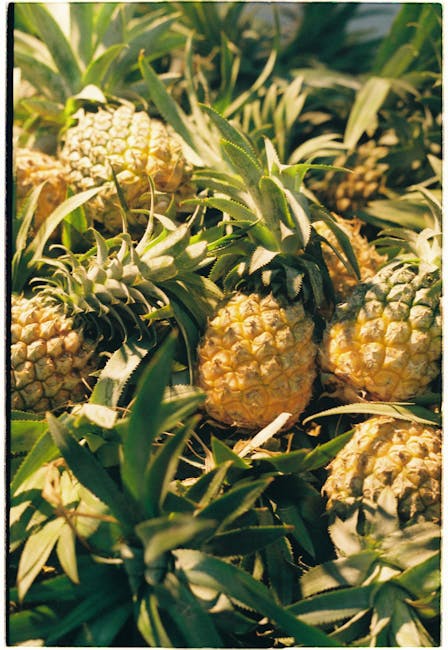 A close-up shot of two pineapples, one green and one golden yellow, on a store shelf