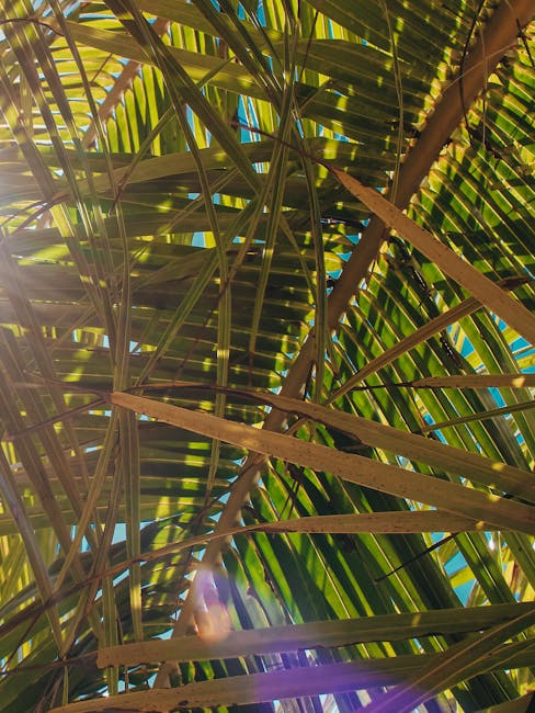 A person gently pressing the top of a pineapple to test ripeness