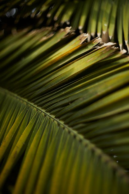 A sunny kitchen with pineapples beautifully displayed on a countertop